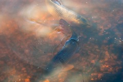 Setley Pond Fish