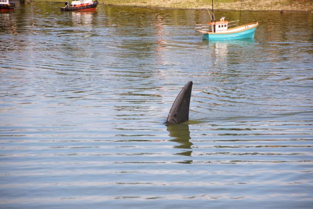 DSC00496 © Peter Taylor 2012