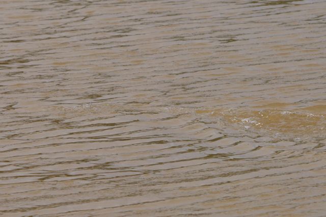 DSC06521 © Peter Taylor 2011