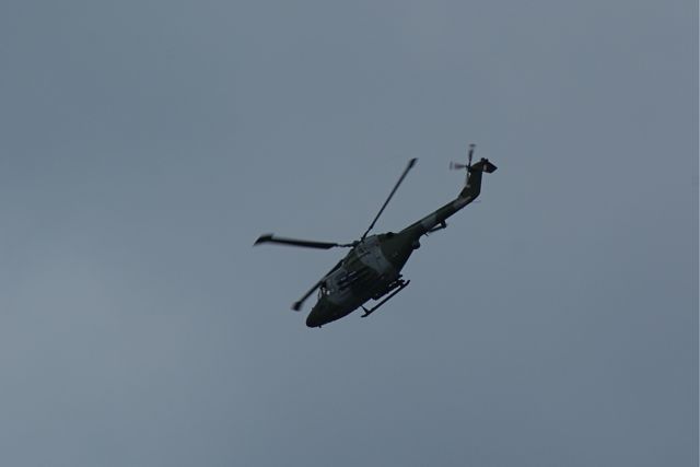 Blue Eagles Lynx DSC06293.JPG