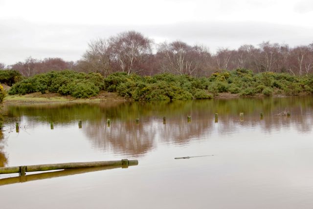 DSC02535 © Peter Taylor 2012